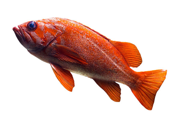 Fish logo